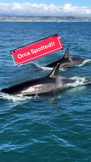 Have you seen killer whales in the wild yet? More epic video to come from our kost recent killer whale encounter today!! #newportbeachcalifornia #killerwhale #orca #orcatok #killerwhales #whalewatching