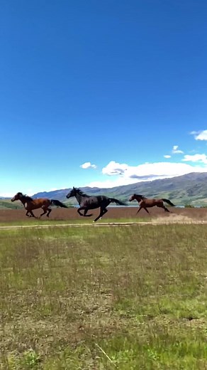 Horse Galloping Slow Mo: Spirit of the Stallion
