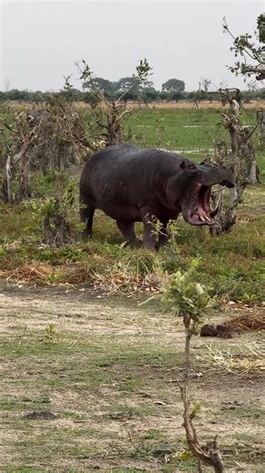 Open its mouth. #animal #wildlife #hippo | Xiaomeimei