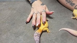 12K views · 227 reactions | Did you know that breeding Leopard Geckos is how LLLReptile started? We were one of the first working with Leucistic Leopard Geckos 20 years ago, and they are still a big passion of ours today. It's crazy to see the morphs out there! We usually always stock a wide variety of juveniles to adults including the ones shown in the video :) | LLLReptile & Supply | Facebook