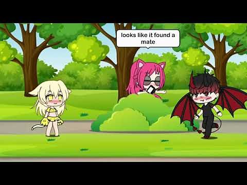 The life of an uwu cat