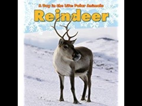 Reindeer - A Day in the Life - Stories for Kids