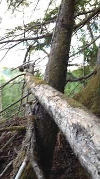 mink set with 110 conibear traps