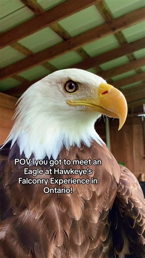 An unforgettable day with majestic birds of prey at Hawkeyes Falconry Experience in Acton, Ontario. Where adventure meets education, and nature’s wonders come alive. 🦅✨ #FalconryExperience #ActonOntario #BirdsofPrey #NatureLovers”