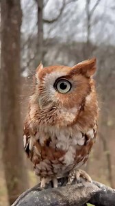 Owls are known for regurgitating, or casting, up pellets. These pellets are made up of all of the materials that an owl cannot digest from the food they eat: the bones, fur, and feathers. When digesting food, these indigestible parts get compacted and coughed back up later. Most birds pause from calling when casting, but Bruno the Eastern Screech Owl had too much to say to take a brief break. 😅 | World Bird Sanctuary