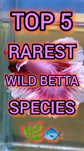 Top 5 rarest wild betta in the world