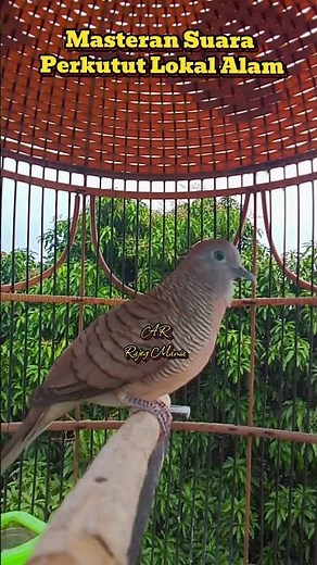 Masteran suara perkutut lokal gacor paling Ampuh ✅ #perkututgacor #perkututlokal