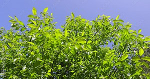 green foliage and new walnut fruits in spring, close-up of a walnut tree branch with small nuts