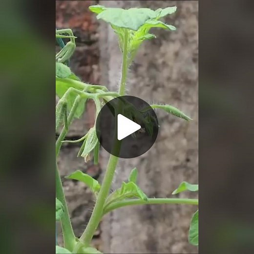 grafting #advancedfarmingtechnology1 #foryoupage #trending #fypシ