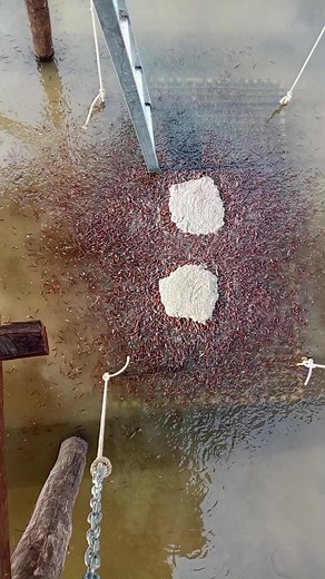 Fishcambo នៅលើ TikTok