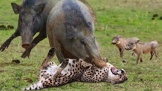 6.2K views · 137 reactions | 11 Deadly Animal Fights Caught on Camera.mp4 | Wild life Animals | Facebook