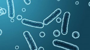 Enterobacteriaceae, gram-negative rod-shaped bacteria, part of intestinal microbiome and causative agents of different infections, 3D rendering. Escherichia coli, Klebsiella, Enterobacter and other