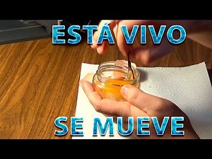 Cómo crear un homúnculo