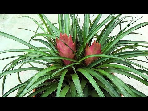 Tillandsia Cyanea: Make It Bloom! | Flower development