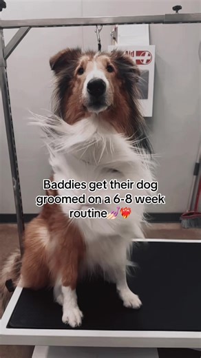 Expert Dog Grooming for Baddies: Keep Your Rough Collie Stylish