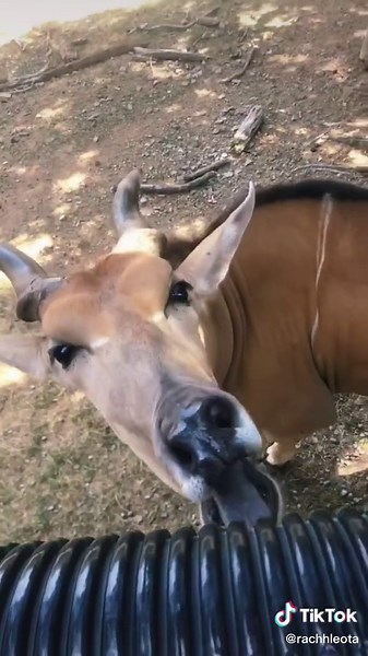 Explore Lake Tabias Wildlife Park in Halifax, PA