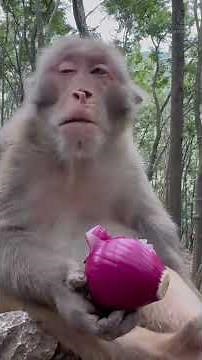 Crazy Monkeys Doing Funny Things – You Can’t Stop Laughing