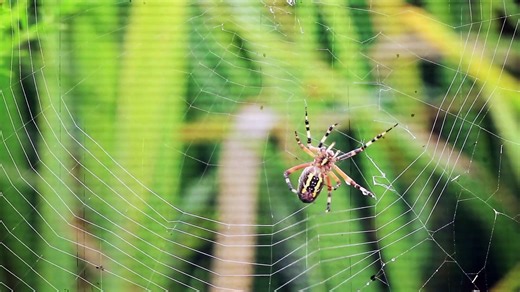 Is Every Spider Web Unique?