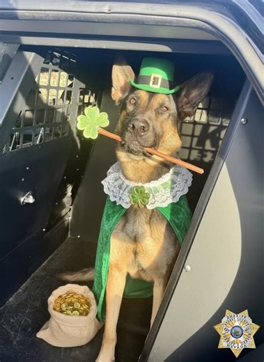 Reno man arrested on drug charges after K9 search