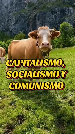 Aquí te enseñamos a diferenciar el capitalismo, socialismo y comunismo.Aqui te explico con vacas . #capitalismo #comunismo #socialismo #economia