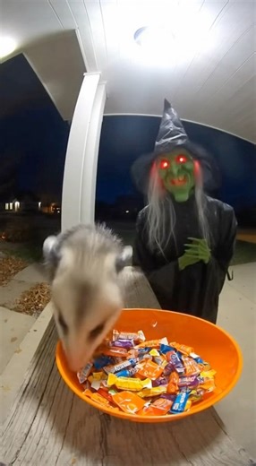 The Possum vs. The Witch Doll 🍬👻 – Sweet Turns to Scream! #funny #reelsvideo | Lala Sana