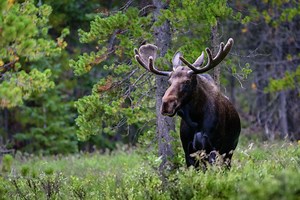 Explaining the CT moose population and why this has become a dangerous time of year for them