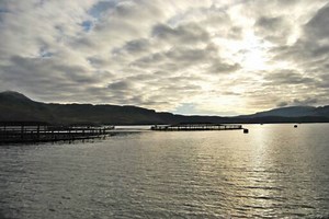 ASC Feed Standard a Step Closer to Completion | Aquaculture