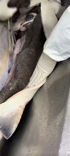 #fish #caviar #caviar #food #food #sushilife #fishing #fishing #animals #animals #cooking #seafood