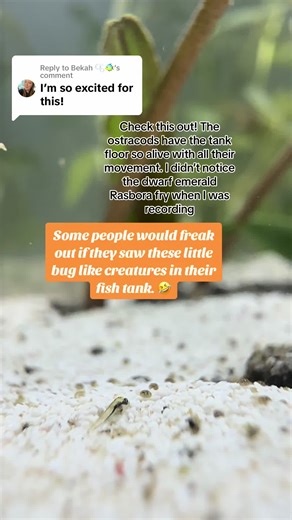 Replying to @Bekah 🫧🐠 Ostracods can be beneficial additions to a freshwater aquarium. Ostracods are small crustaceans commonly known as seed shrimp, and they play various roles in the aquarium ecosystem. Ostracods feed on detritus, organic matter, and microscopic algae in the aquarium, helping to break down waste and organic debris. This can contribute to maintaining water quality by reducing organic buildup and preventing ammonia spikes. Tgey can be a great food source. Ostracods serve as a n