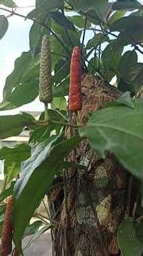 Cabai Jawa atau Cabe Jamu #cabejawa #cabejamu #shorts