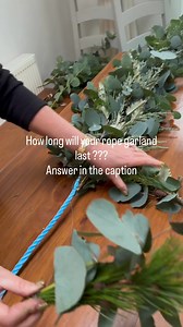 How long will my rope garland last of eucalyptus last ??? The Secret to a Long Lasting Eucalyptus Garland One of the most frequent questions we get during the Christmas season is: "How long will my eucalyptus rope garland last without a water source?" When displayed indoors during December, a fresh eucalyptus garland typically looks its "peak" best for 7 to 14 days. However, unlike many other greens that turn brown and brittle, eucalyptus is unique because it dries beautifully in place. Even aft