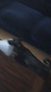 Who has photos or video of their dog getting into mischief. I'll start. Here's Lucy the day after getting fixed trying to hide her cone. Nice try Lucy. | Coastal German Shepherd Rescue OC