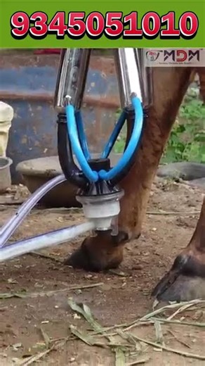 BEST ஆன Milking machineனா அது நம்ப MAHA MILKING MACHINE தான்😉 #moderndairymachines #mdm #trending