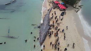 180K views · 390 reactions | Gigantic Sea Monsters That Have Mysteriously Washed Up On Beaches #seamonsters #seacreatures #beach | Most Amazing Top 10 | Facebook