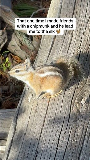 Chipmunk Hunting Guide