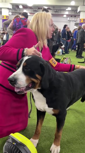 Explore the Greater Swiss Mountain Dog Community