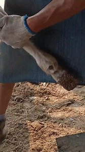 4.1K views · 39 reactions | ''Step into the world of donkey hoof repair and escape your worries!''  #animal #horse #cow #donkey #hoofcare #satisfying #hoof #care #helping | Hoof Care | Facebook
