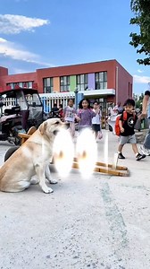 Niña Es Conducida Por Un Perro 🥹 | Luxury Watches