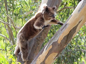 3.4K views · 492 reactions | Did you know that koalas can jump?...
