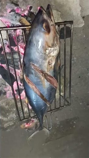 Yellowfin Tuna #fish #tuna