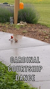 3M views · 82K reactions | How ADORABLE! Cute cardinal male dancing for his lady cardinal. #cardinalcouple #birds #birdwatching | I Love Flowers & Nature | Facebook