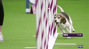 29K views · 480 reactions | When you're competing at Westminster and...