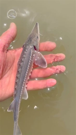 24K views · 98 reactions | The beauty!! .Big or small these beautiful Dino’s are one of a kind!! | River Monster Adventures | Facebook