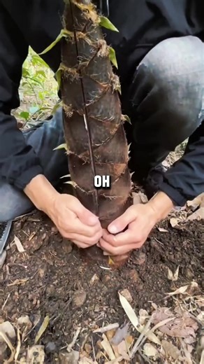 Jacob and Natalie Part 1 🎙️📞Jubal in the morning radio program