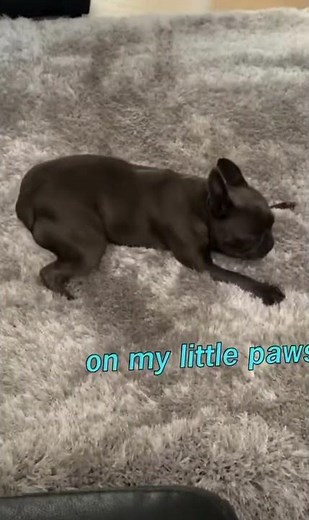 Snug as a pug on a rug. #pug #dogofinstagram #shortsviral #luckypug #pawpaws #puggles #sleepypaws