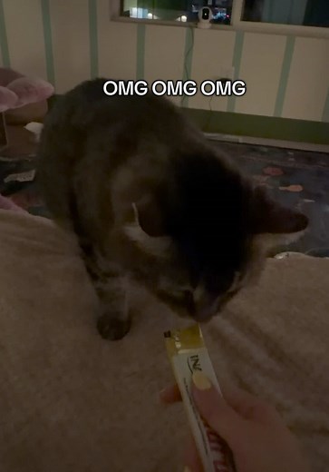 Day 55: Fostering the Shelter's Spiciest Cat