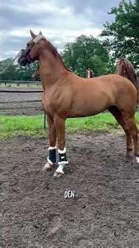 Successful horse training without any violence!? YES