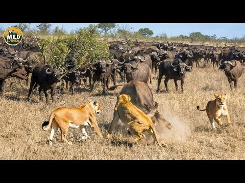 African Savanna: World's Deadliest Predators | Survival Challenges