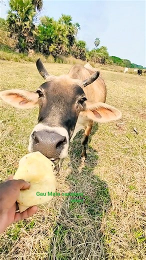 hero cow boy #herocow #cowboyfilme #cowtiktok #viralcowboykidsdance #cow #love