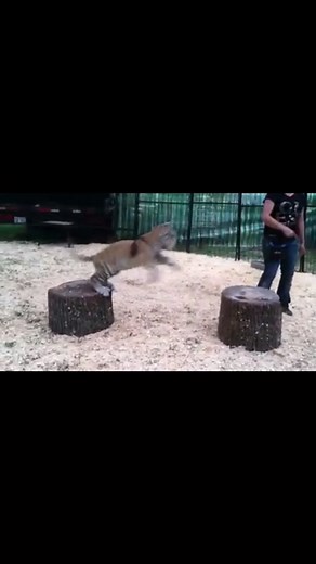 Teentigermom93 on TikTok